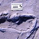 One of 408 human footprints preserved at Engare Sero in Tanzania.